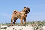 SHAR-PEI 115